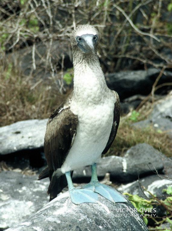 Piquero de patas azules